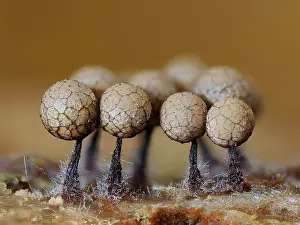 Mould Prints: RF - Slime mould (Cribraria argillacea) mature sporangia on rotting pine log with fungi starting to infect the stems
