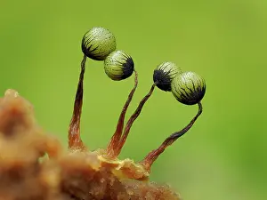 Buckinghamshire Prints: RF - Slime mould (Cribraria aurantiaca) immature sporangia on rotting pine log
