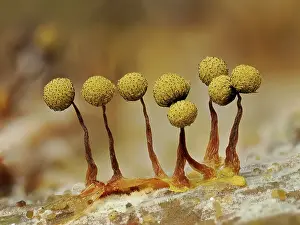 Buckinghamshire Prints: RF - Slime mould (Cribraria aurantiaca) mature sporangia on rotting Pine log