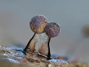 Mould Prints: RF - Slime mould (Lamproderma scintillans) two mature