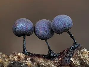 Buckinghamshire Prints: RF - Slime mould (Lamproderma violaceum) close up of three sporangia