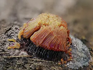 Life Cycles Prints: RF - Slime mould (Stemonitis flavogenita)