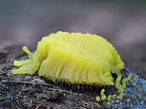 Stemonitida Prints: RF - Slime mould (Stemonitis flavogenita) freshly developed yellow sporangia