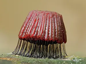 Buckinghamshire Prints: RF - Slime mould (Stemonitis fusca) maturing sporangia on rotting log