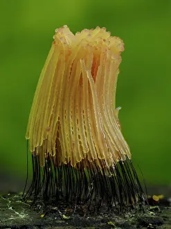 Buckinghamshire Prints: RF - Slime mould (Stemonitis sp)