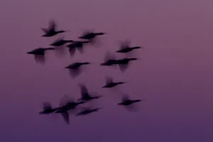 Anseriformes Gallery: RF- Small group of Pink-footed geese (Anser brachyrhynchus) in flight at dawn, The Wash Estuary