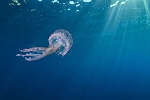 Blue Collection: RF- Small jellyfish (Pelagia noctiluca) swimming beneath surface