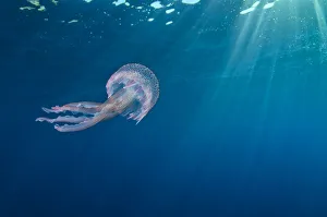 Biodiveristy Hotspot Prints: RF- Small jellyfish (Pelagia noctiluca) swimming beneath surface