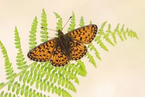 Pteridophytina Prints: RF - Small pearl-bordered fritillary (Boloria selene) butterfly