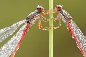 Droplets Gallery: RF- Two Small red damselflies (Ceriagrion tenellum) covered in morning dew. Arne