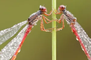 Images Dated 22nd August 2011: RF- Two Small red damselflies (Ceriagrion tenellum) covered in morning dew. Arne