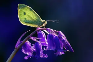 Papilionoidea Prints: RF - Small white butterfly (Pieris rapae) resting on a Bluebell (Hyacinthoides non-scripta) flower
