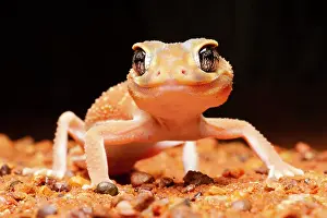 Gecko Prints: RF - Smooth knob-tailed gecko (Nephrurus levis) in desert at night
