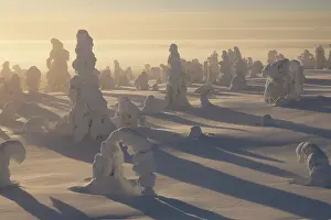 Natural Light Prints: RF - Snow-covered trees backlit by hazy sunlight