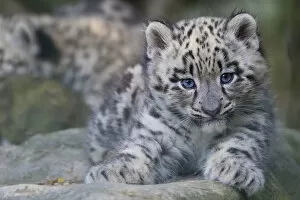 Baby Animals Collection: RF - Snow leopard (Panthera uncia) cub age three months, captive