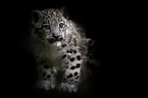Images Dated 11th September 2013: RF - Snow leopard (Panthera uncia) cub age three months, captive