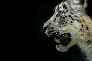 Snow Leopards Gallery: RF - Snow leopard (Panthera uncia) female, captive