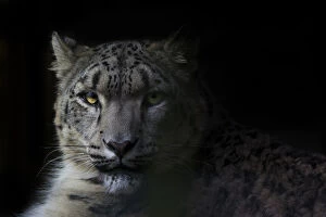 Black Background Gallery: RF - Snow leopard (Panthera uncia) female, portrait with black background, captive
