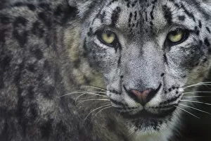 2018 January Highlights Gallery: RF - Snow leopard (Panthera uncia) portrait, captive