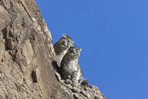 RF-Snow leopard (Uncia uncia) pair sitting on ledge of rockface