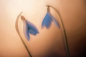 RF - Snowdrop (Galanthus nivalis), two at sunset, double exposure. Cornwall, England, UK