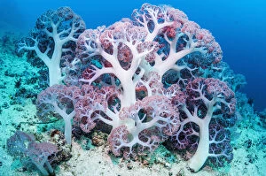 Alcyonacea Gallery: RF - Soft coral (Dendronephthya sp.) growing on sea bed. West Papua, Indonesia