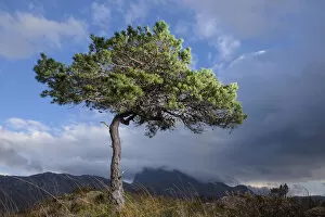 RF - Solitary Scots pine (Pinus sylvestris) lit by strobe, Torridon, Wester Ross