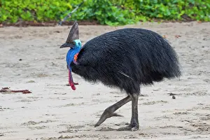 Cassowary Prints: RF - Southern cassowary (Casuarius casuarius) walking along beach