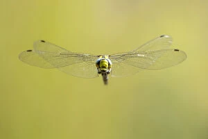 Aeshnidae Gallery: RF - Southern hawker (Aeshna cyanea) dragonfly in flight, Broxwater, Cornwall, UK