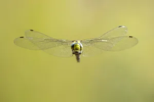 Darner Dragonfly Prints: RF - Southern hawker (Aeshna cyanea) dragonfly in flight, Broxwater, Cornwall, UK