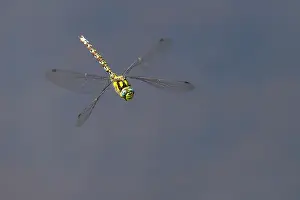 Cornwall Prints: RF - Southern hawker (Aeshna cyanea) dragonfly in flight