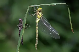 Brasschaat Prints: RF - Southern hawker (Aeshna cyanea) resting on leaf close to larvae capsule