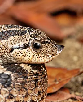 Colubridae Prints: RF - Southern hognose snake (Heterodon simus) coiled up