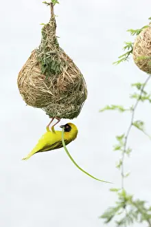 White Background Prints: RF - Southern masked weaver (Ploceus velatus) male
