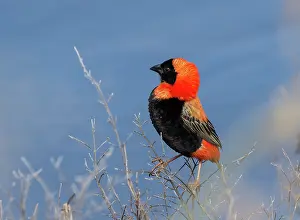Ploceidae Prints: RF - Southern red bishop (Euplectes orix) male