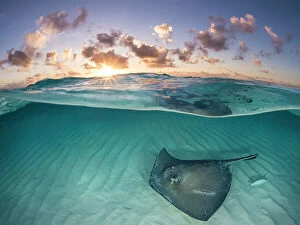 2018 March Highlights Gallery: RF - Southern stingray (Dasyatis americana) swimming over sand in shallow water at dawn
