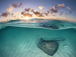 Habitat Prints: RF - Southern stingray (Dasyatis americana) swimming over sand in shallow water at dawn