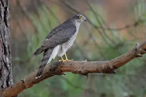 Gymnosperm Prints: RF - Sparrowhawk (Accipiter nisus) female