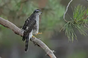Gymnosperm Prints: RF - Sparrowhawk (Accipiter nisus) juvenile female