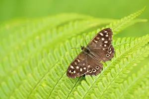 Papilionoidea Prints: RF - Speckled wood butterfly (Pararge aegeria) basking in the sunshine on a fern frond