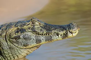 Pantanal Prints: RF - Spectacled caiman (Caiman crocodilus) head portrait