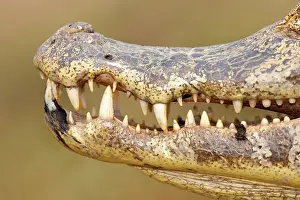 Pantanal Prints: RF - Spectacled caiman (Caiman crocodilus) teeth detail