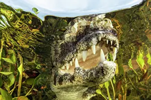 Crocodilian Prints: RF - Spectacled caiman (Caiman crocodilus) underwater portrait