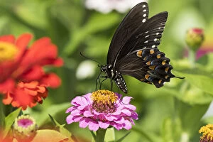 Butterflies & Moths Gallery: RF - Spicebush swallowtail butterfly (Papilio troilus) nectaring on Zinnia in farm garden
