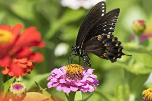 Rf17q1 Prints: RF - Spicebush swallowtail butterfly (Papilio troilus) nectaring on Zinnia in farm garden