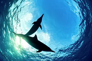 Underside Prints: RF - Two Spinner dolphins (Stenella longirostris) silhouetted in Snell's Window in early morning