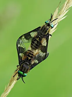 Horse Fly Prints: RF - Splayed deerflies (Chrysops caecutiens) pair mating on grass stem
