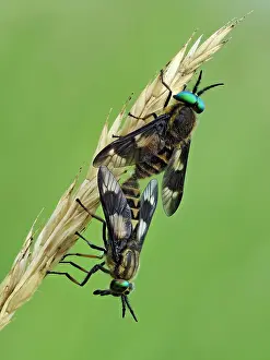 Horse Fly Prints: RF - Splayed deerflies (Chrysops caecutiens) pair mating on grass stem