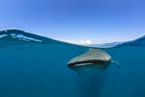 Sea Life Prints: RF - Split level photo of a Whale shark (Rhincodon typus) feeding at the surface