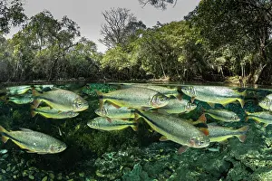 School Prints: RF - Split level view of Piraputanga (Brycon hilarii) shoal swimming close to water surface